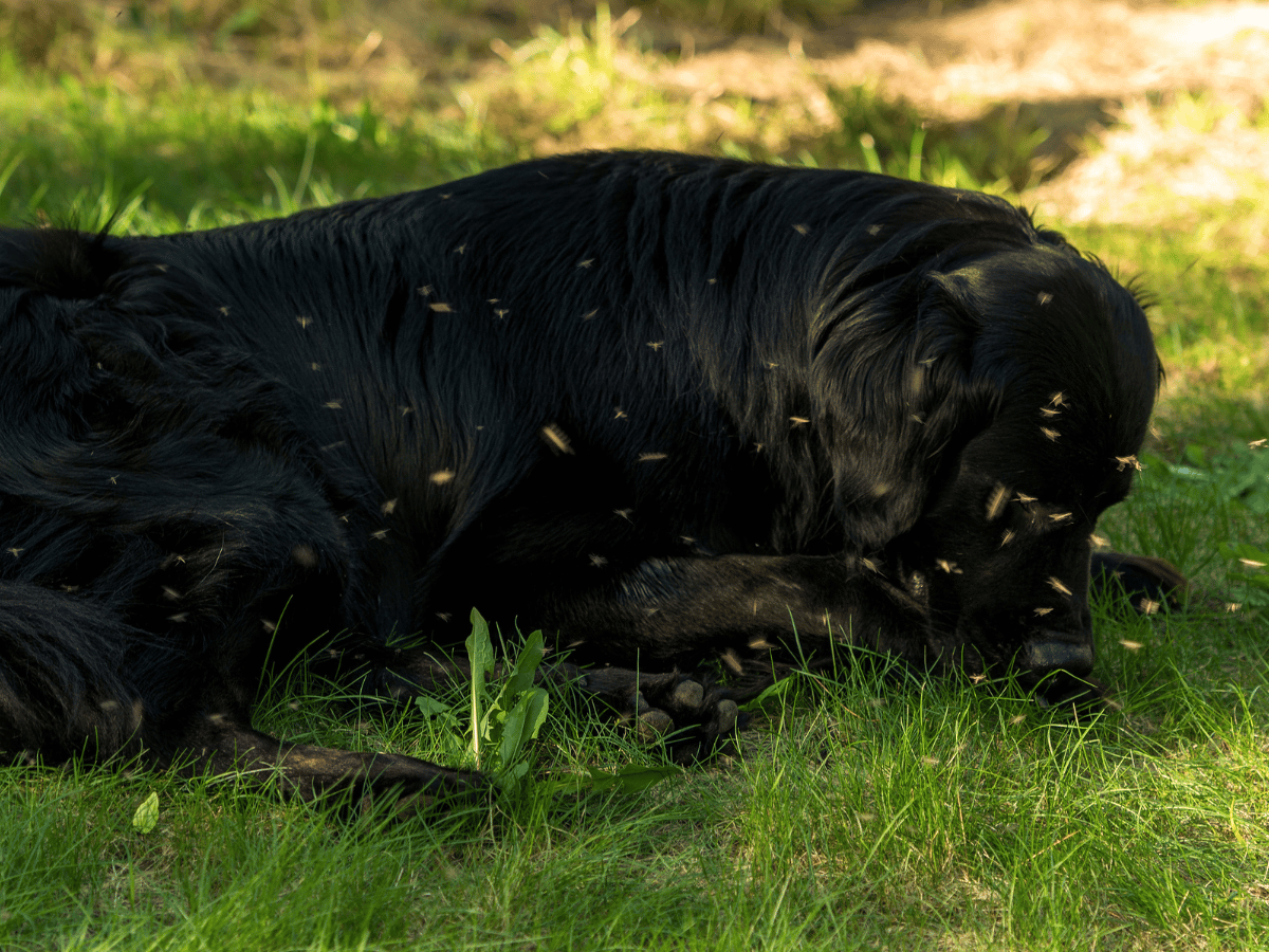 Chien au pelage noir couché dans le gazon et entouré de dizaines de moustiques. Il aurait bien besoin des remèdes naturels de cet article!