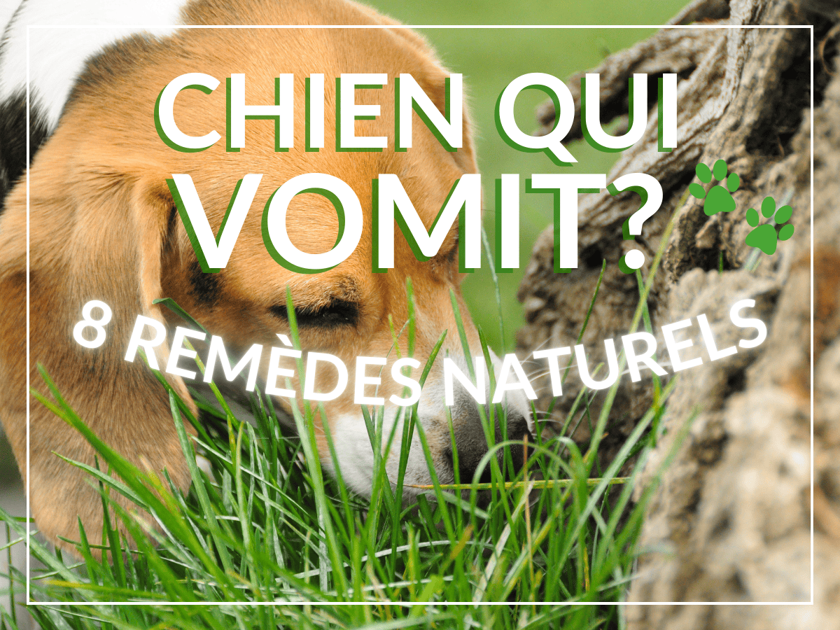 Chien beagle en train de manger de l'herbe parce qu'il veut vomir. Il a besoin des remèdes naturels de cet article!