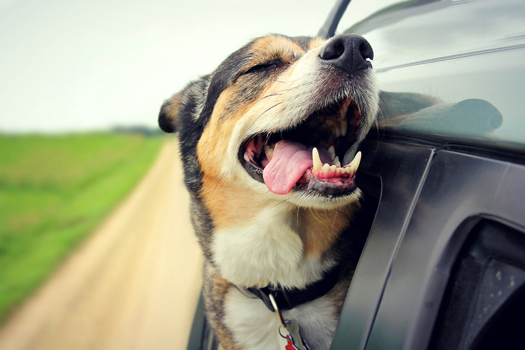 10 façons naturelles de dire adieu à la mauvaise haleine du chien 2024