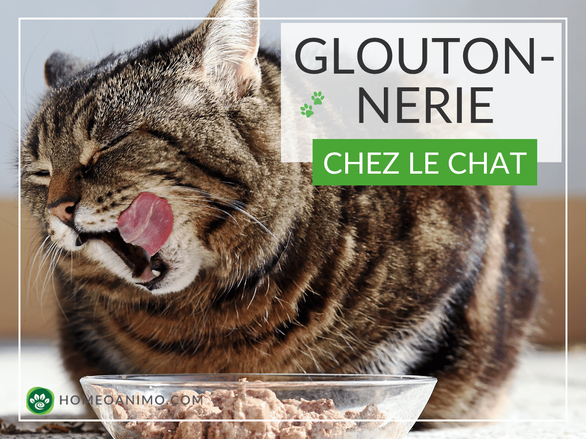 Chat tigré se léchant les babines devant un bol de pâtée pour illustrer la gloutonnerie féline avec le texte Gloutonnerie chez le chat.