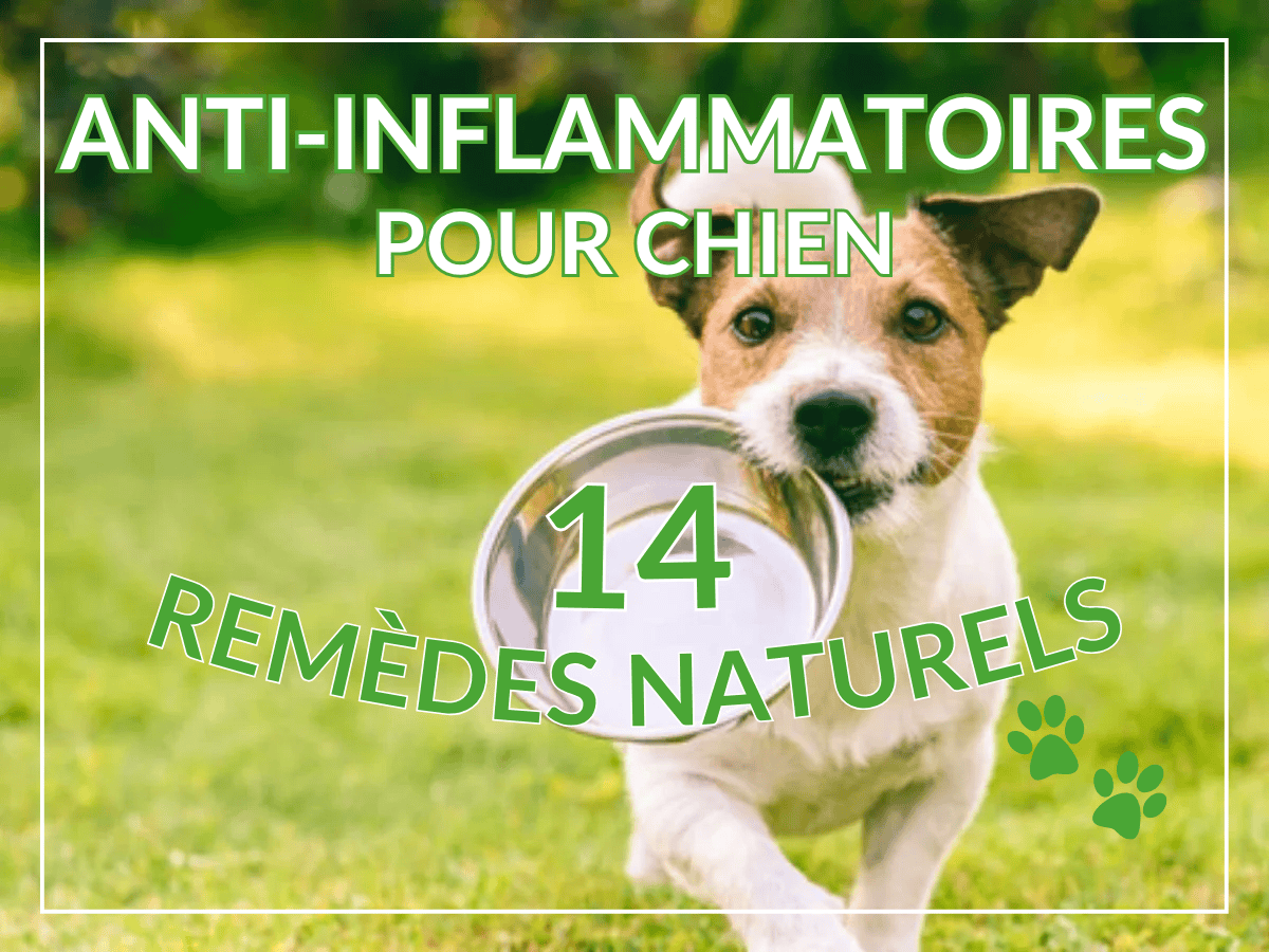 Chien Jack Russell qui court avec un bol de nourriture vide dans la gueule. Il a besoin des anti-inflammatoires de cet article.