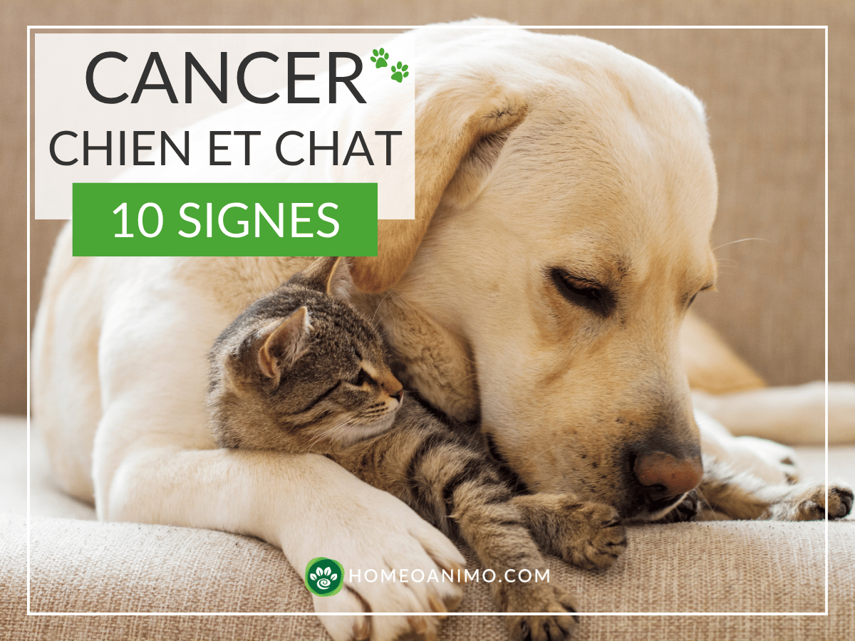 Chien et chat blottis l'un contre l'autre avec l'encadré Cancer chien et chat : 10 signes - HomeoAnimo