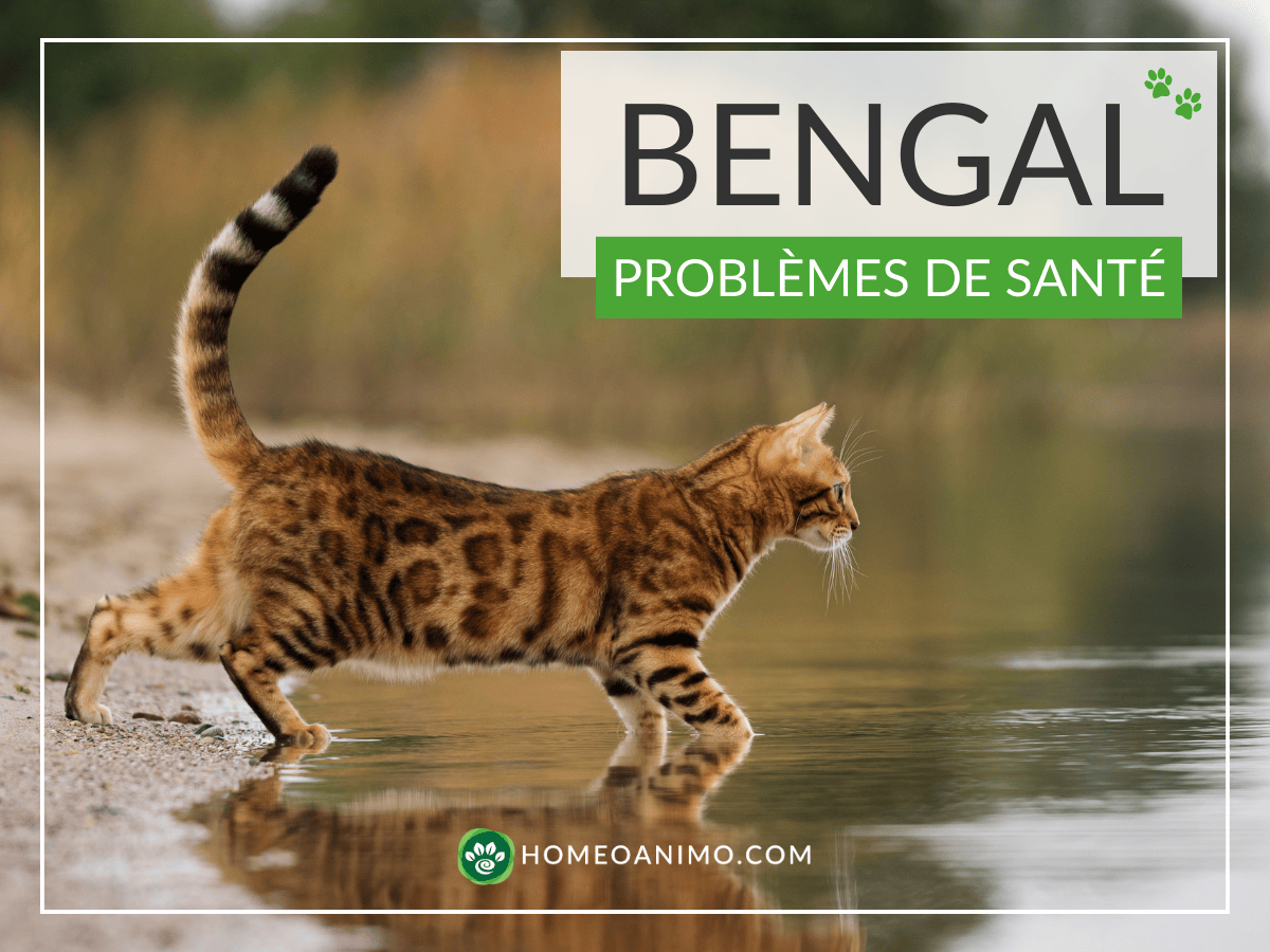 Un chat Bengal au pelage tacheté marche au bord d'une étendue d'eau, reflétant sa silhouette. La photo est superposée avec le titre 'BENGAL PROBLÈMES DE SANTÉ' et le logo HomeoAnimo.