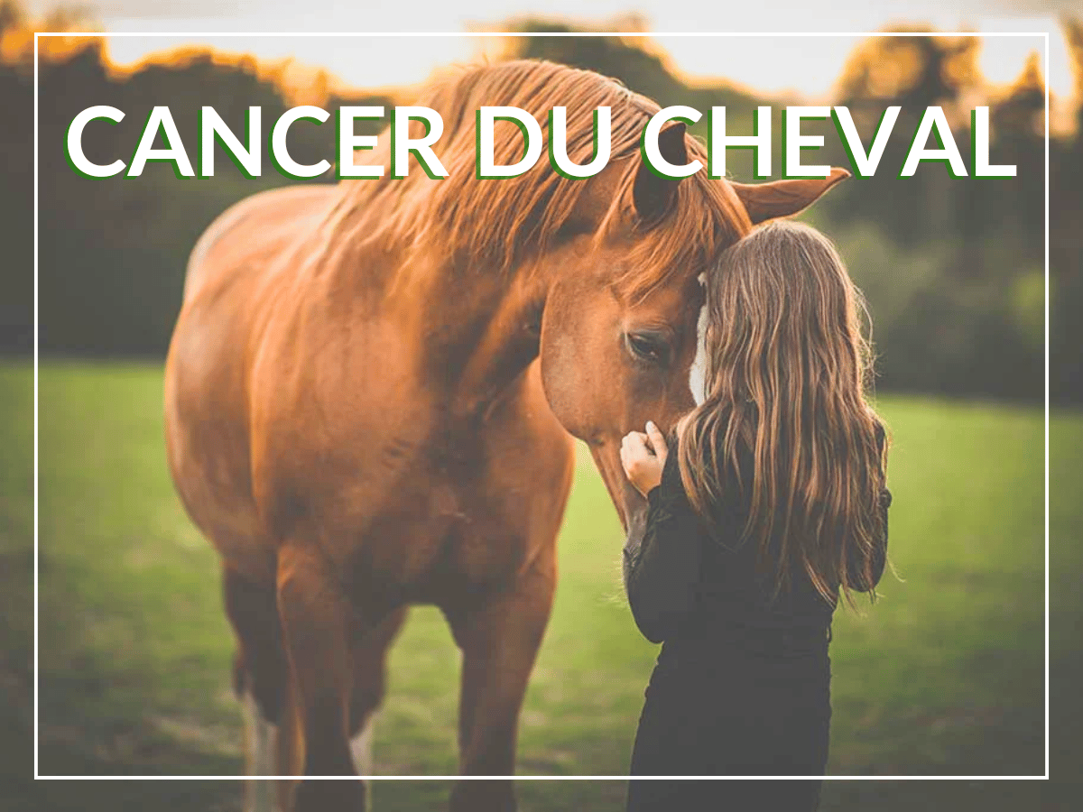 Petite fille qui caresse le visage d'un cheval. Ce cheval souffre d'un cancer et a besoin de remèdes naturels de cet article pour le soutenir dans son combat!