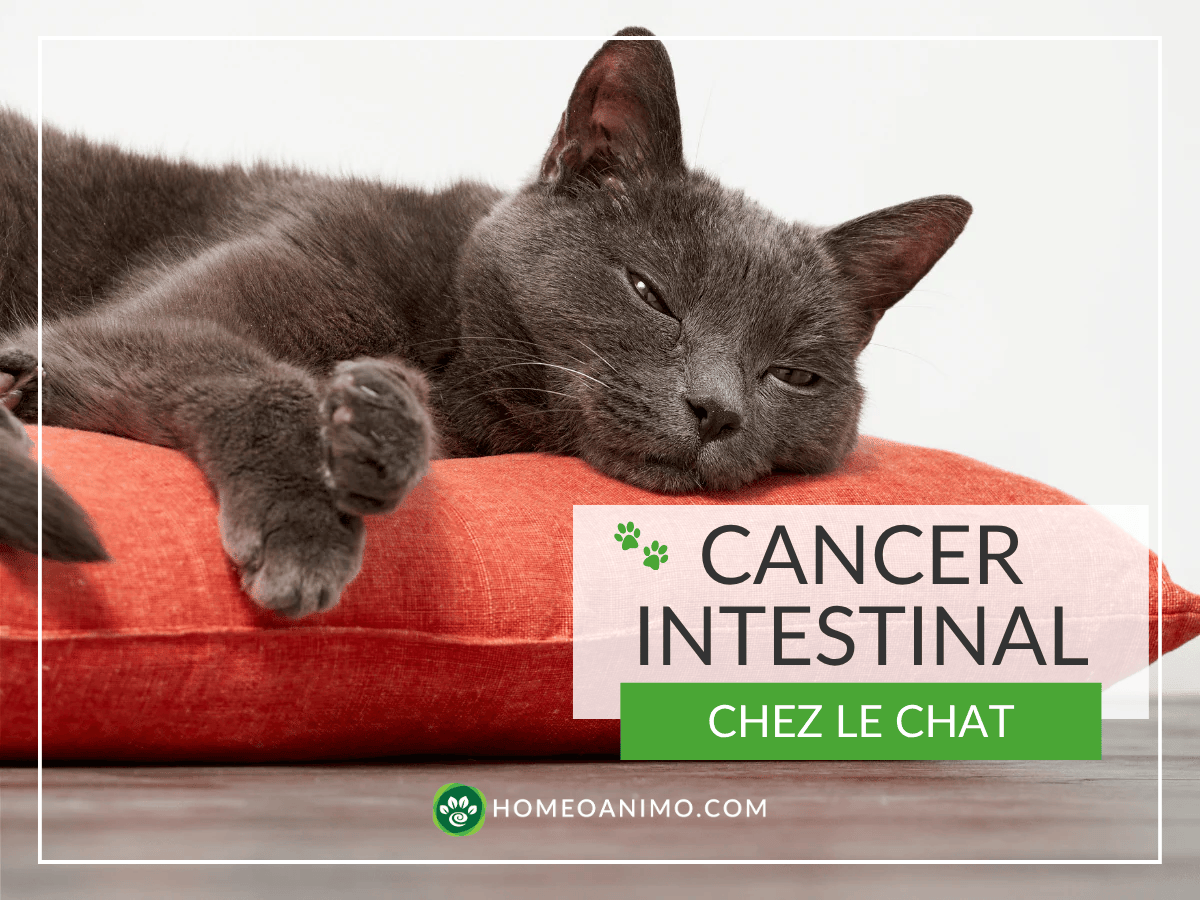 Chat noir étendu sur un coussin rouge. Ce chat est atteint d'un cancer intestinal et a besoin du soutien des remèdes naturels de cet article!
