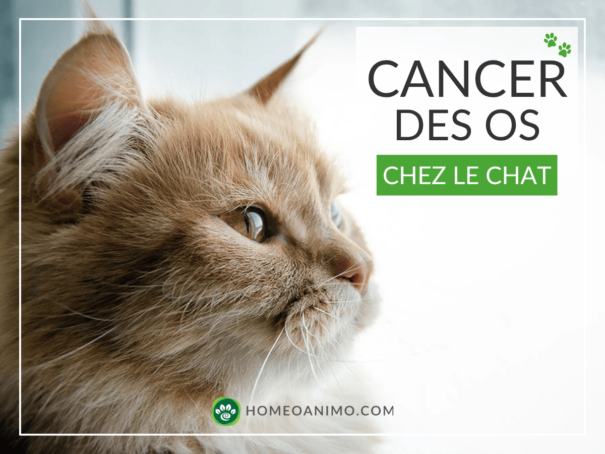 Portrait de profil d’un chat aux poils mi-longs avec texte "Cancer des os chez le chat" et logo HomeoAnimo.