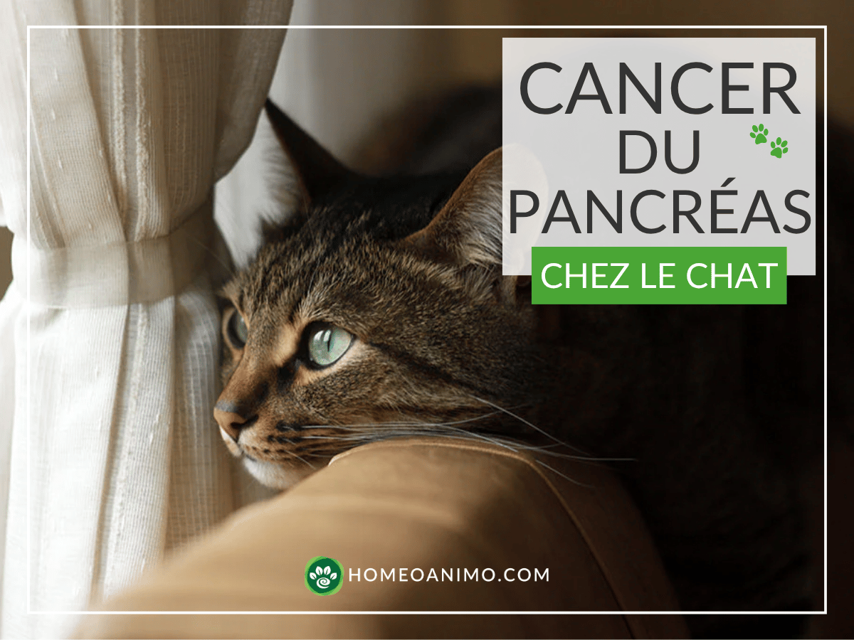 Chat tabby au regard triste près d'une fenêtre avec le texte : Cancer du pancréas chez le chat - HomeoAnimo