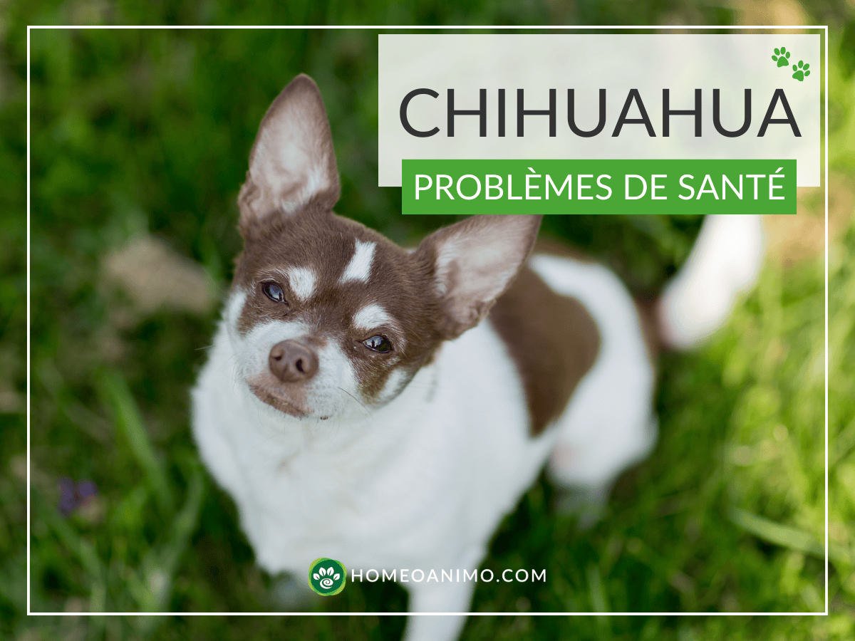 Chihuahua blanc et marron sur l'herbe regardant la caméra, avec le titre 'CHIHUAHUA PROBLÈMES DE SANTÉ' et le site HomeoAnimo.com