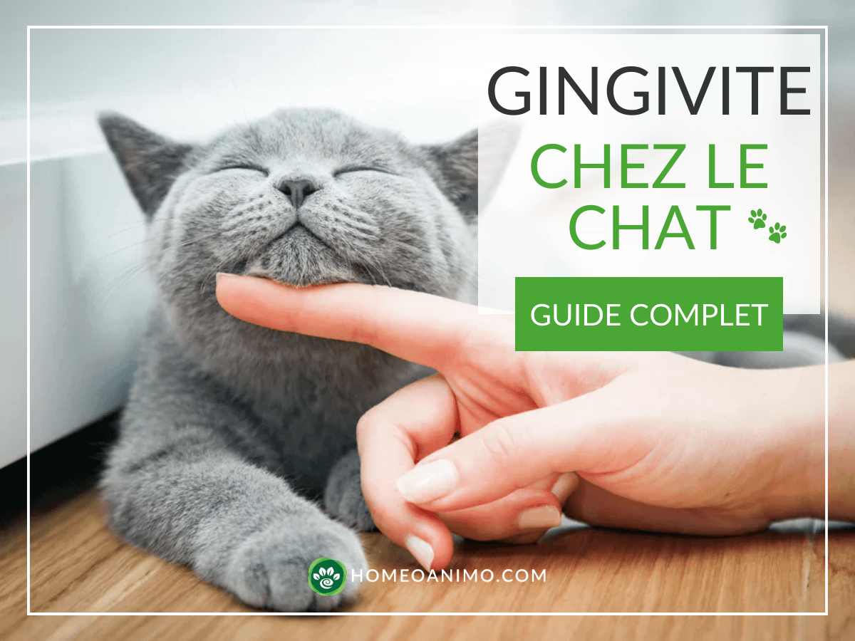 Chat gris au pelage doux, les yeux fermés de plaisir, recevant une caresse sous le menton, avec le texte « Gingivite chez le chat – Guide complet » de HomeoAnimo.