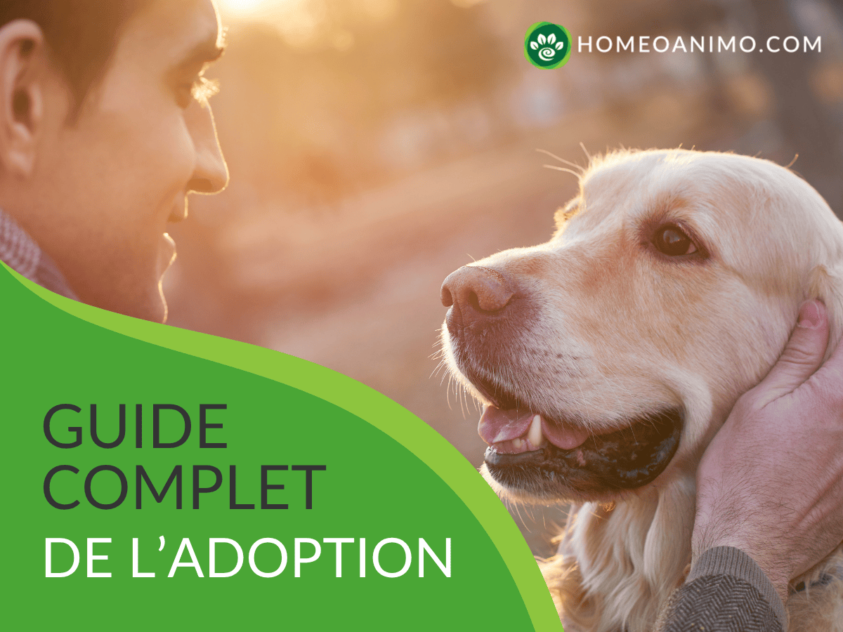 Un homme et un Golden Retriever se regardent avec affection, le chien souriant. Un bandeau vert incurvé sur la gauche affiche 'GUIDE COMPLET DE L'ADOPTION'. En haut à droite, le logo 'HOMEOANIMO.COM'.