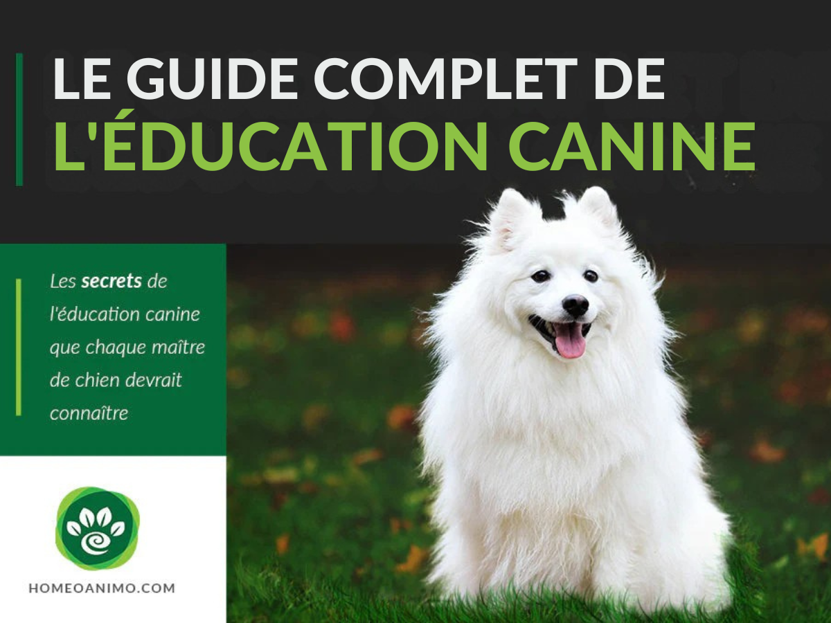 Un chien de type Spitz blanc souriant, avec le titre 'Le Guide Complet de l'Éducation Canine' et le logo HomeoAnimo.