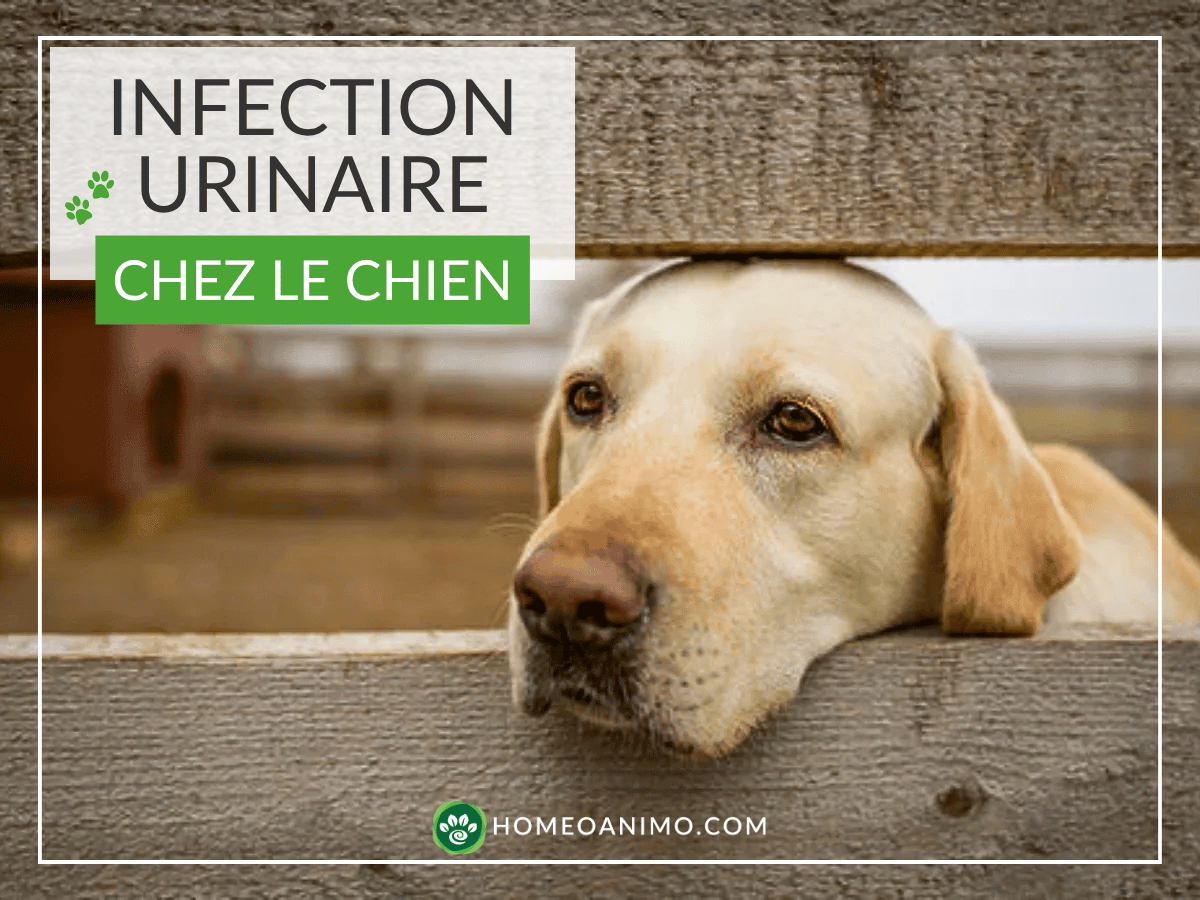 Chien golden retriever appuyant sa tête entre les deux planches de bois d'une clôture. Ce chien souffre d'infection urinaire et a besoin d'un remède naturel!