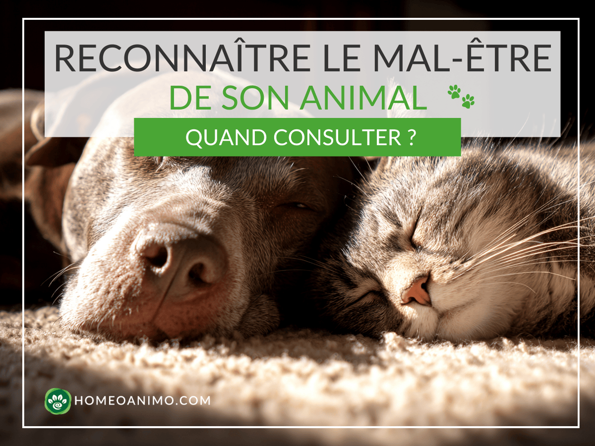 Gros plan d'un chien et d'un chat se reposant paisiblement tête contre tête, avec le texte superposé « RECONNAÎTRE LE MAL-ÊTRE DE SON ANIMAL : QUAND CONSULTER ? » et le logo HomeoAnimo.