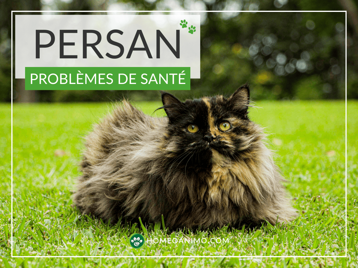 Chat Persan calico à poil long, couché sur l'herbe verte. Le titre "PERSAN PROBLÈMES DE SANTÉ" est superposé en haut, avec le logo HOMEOANIMO.COM en bas.