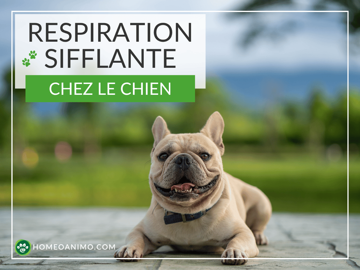 Bouledogue français couché à l'extérieur avec le texte Respiration sifflante chez le chien