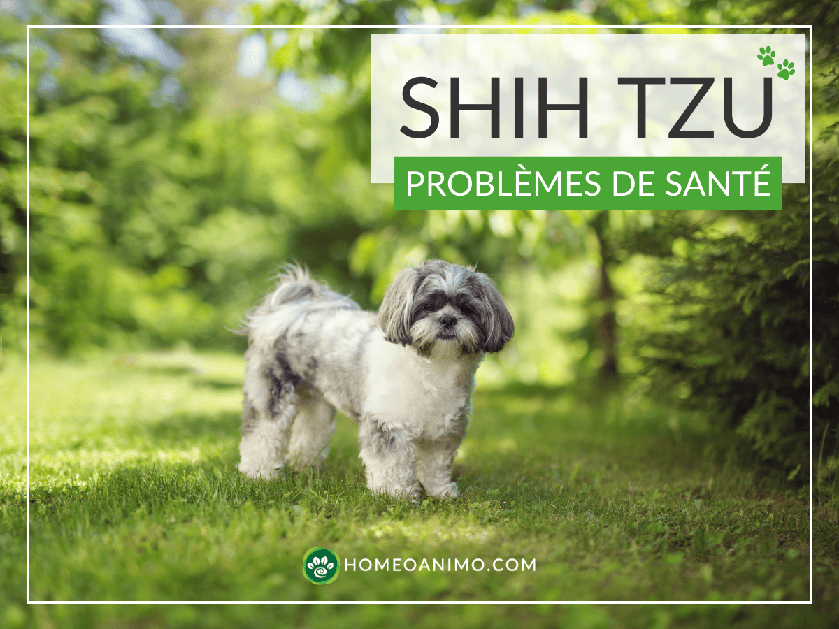 Un Shih Tzu gris et blanc se tient debout dans l'herbe verte avec des arbres en arrière-plan. La photo est superposée avec le titre 'SHIH TZU PROBLÈMES DE SANTÉ' et le logo HomeoAnimo.