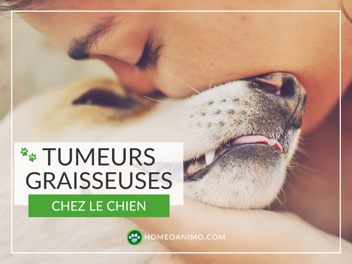 4 produits naturels pour soutenir votre chien qui a une tumeur graisseuse