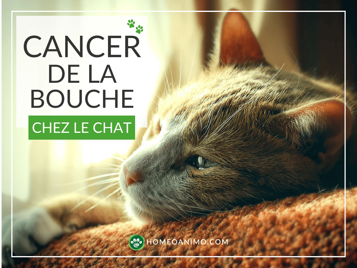 Gros plan d'un chat roux et blanc allongé avec texte Cancer de la bouche chez le chat et logo HomeoAnimo.