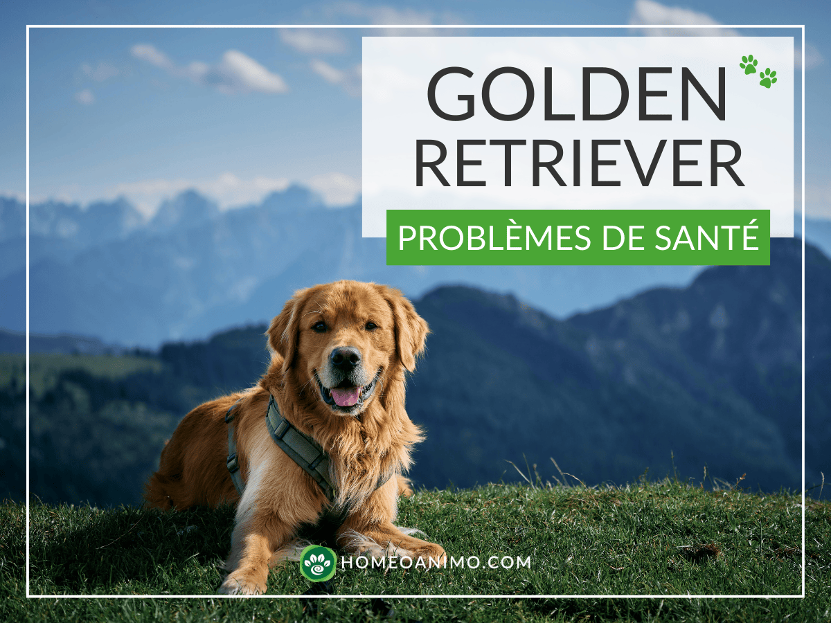 Portrait d'un chien Golden Retriever souriant assis en montagne devant un paysage de sommets enneigés. Le texte sur l'image indique "Golden Retriever Problèmes de santé" avec le logo HomeoAnimo.