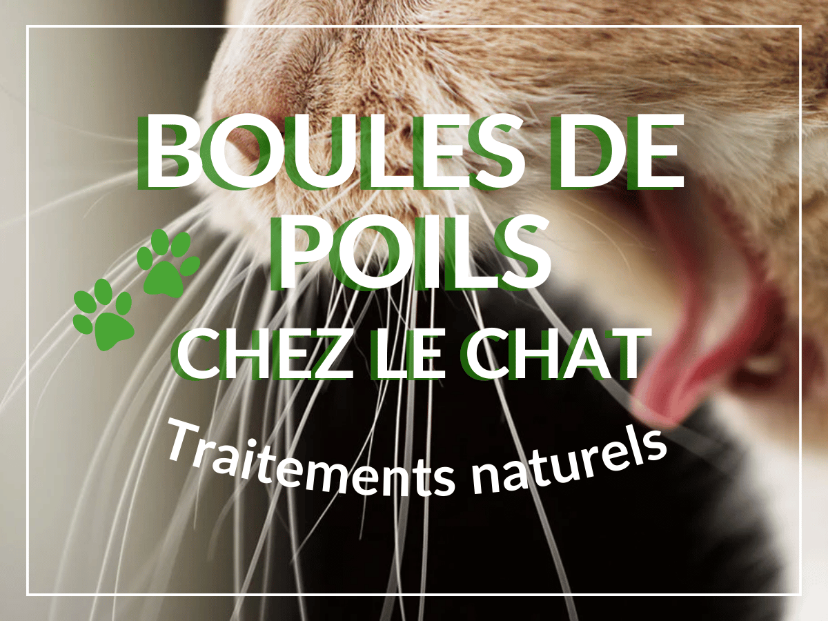 Gros plan de la gueule ouverte d'un chat orange qui n'arrive pas Ă vomir sa boule de poils. Ce chat a besoin des remĂšdes naturels de cet article!