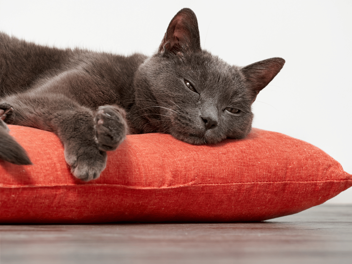 Chat noir étendu sur un coussin rouge. Ce chat est atteint d'un cancer intestinal et a besoin du soutien des remèdes naturels de cet article!