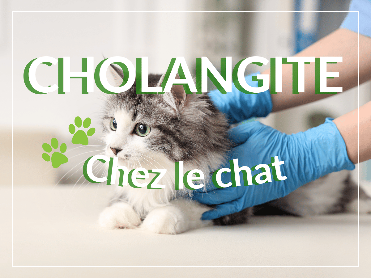 Vétérinaire qui examine un chat pour voir s'il est atteint de cholangite.