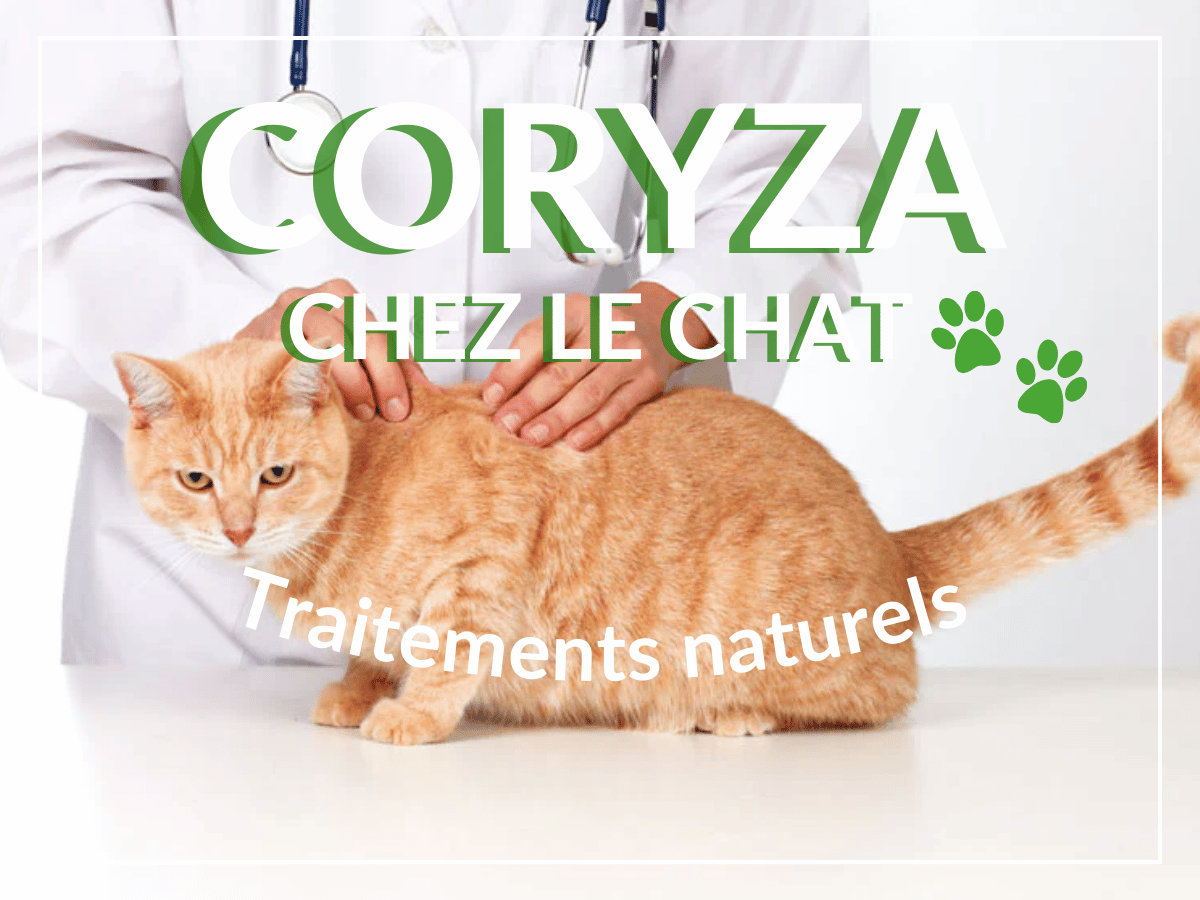 Un vétérinaire qui examine un chat orange pour savoir s'il souffre de coryza. Ce chat a besoin des remèdes naturels de cet article !