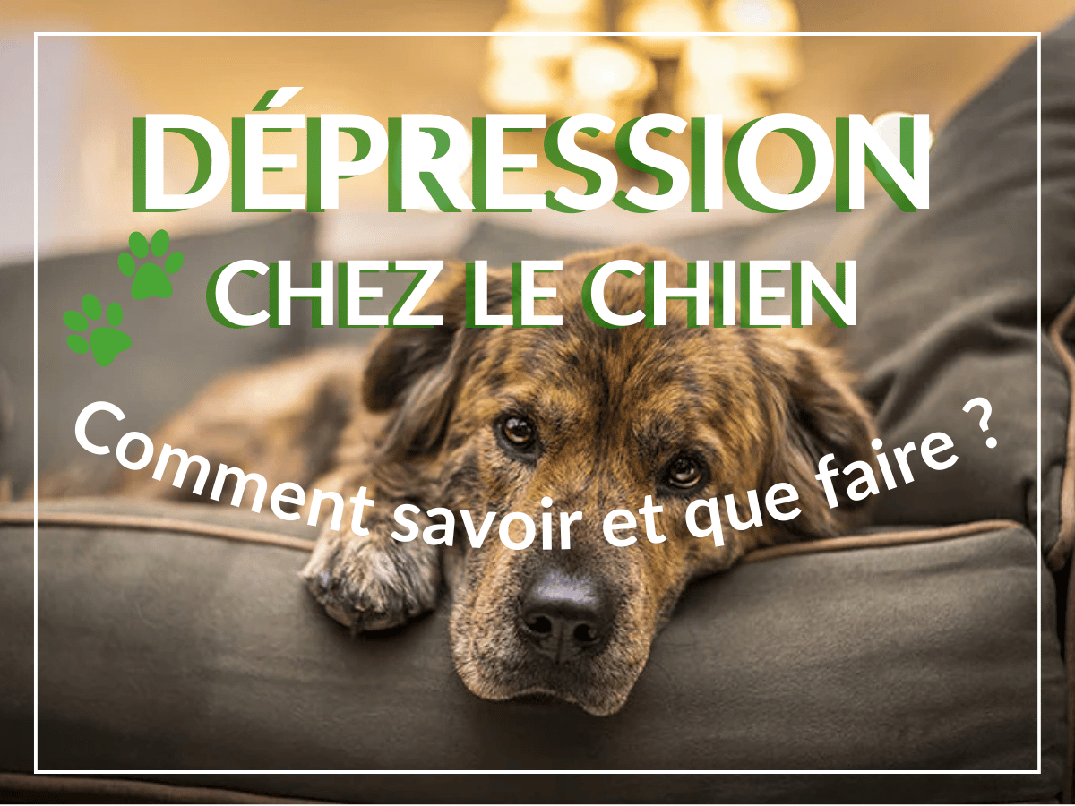 Illustration of Dog Eating Lawn Causing Depression