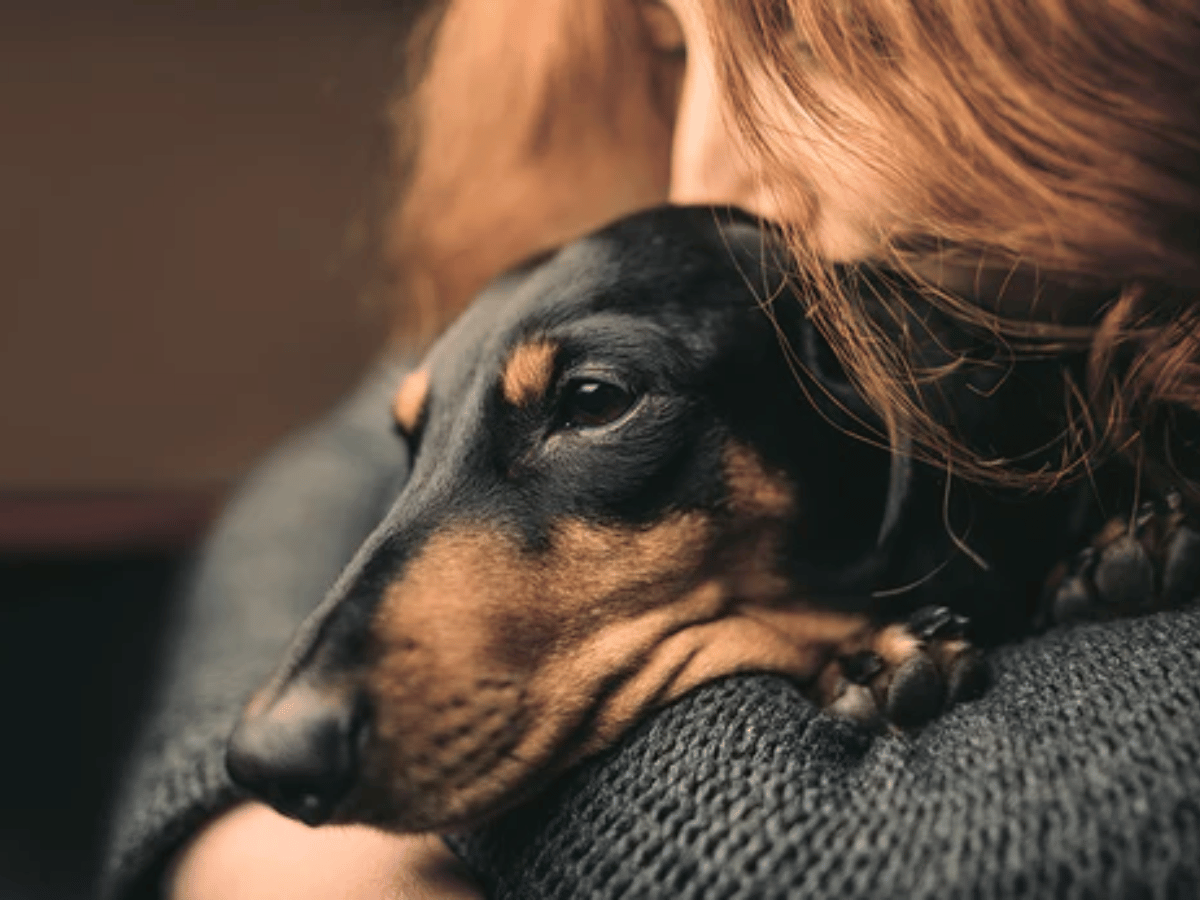 Chien teckel noir et brun dans les bras de sa maîtresse. Ce chien est atteint d'un cancer et a besoin des recommandations de ce guide complet.