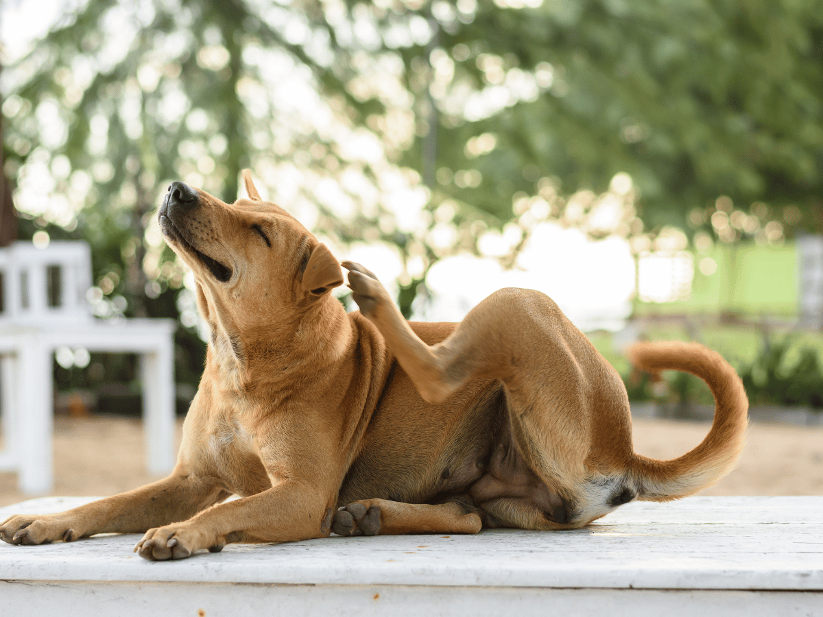 Chien qui se gratte et perd ses poils ayant besoin de remèdes naturels