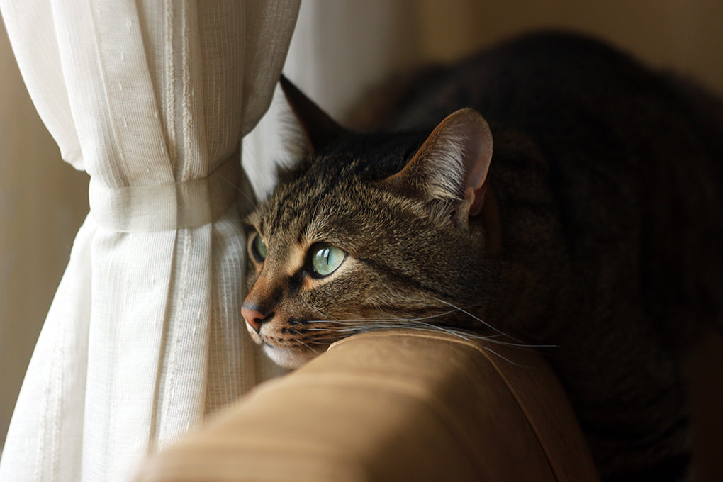 Cancer du pancréas chez le chat : Traitements, alimentation et conseils naturels