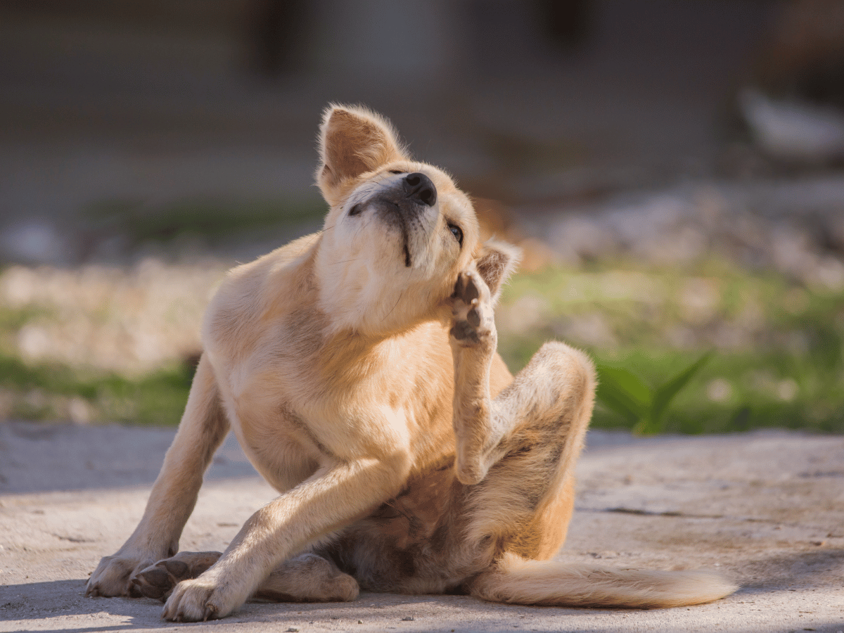 Jeune chien à l'extérieur qui se gratte à cause des puces. Il a besoin des traitements naturels de cet article!