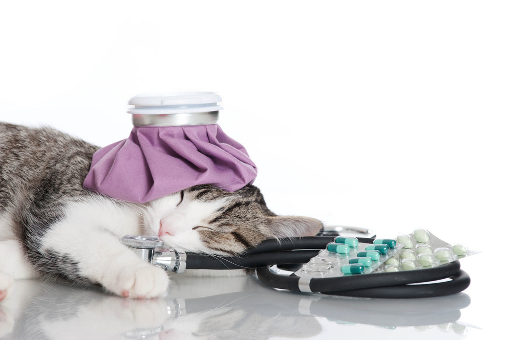 Tout ce que vous devez savoir sur le lymphome du chat en 2023