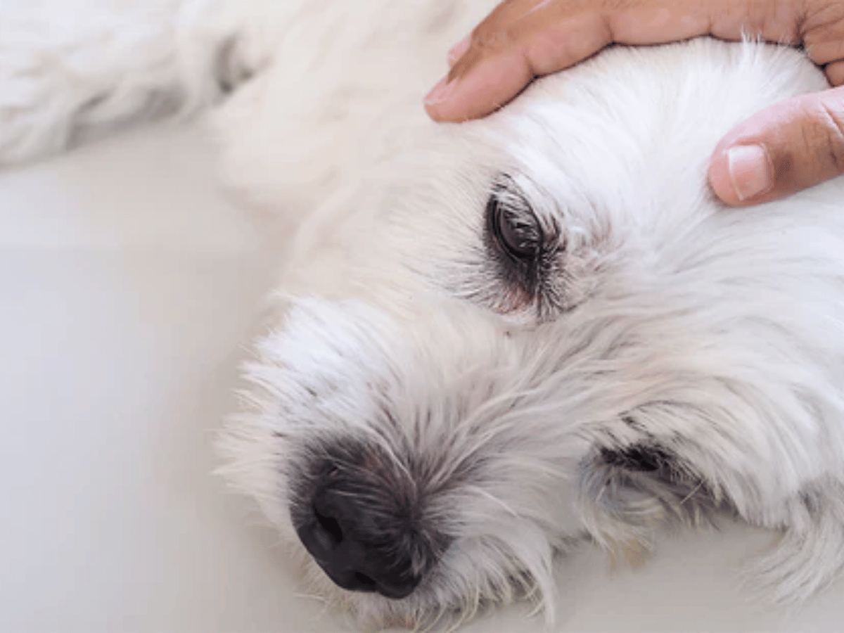 Chien bichon blanc étendu sur le sol avec la main de son maître qui lui caresse la tête. Ce chien souffre d'épilepsie et a besoin d'un remède naturel!