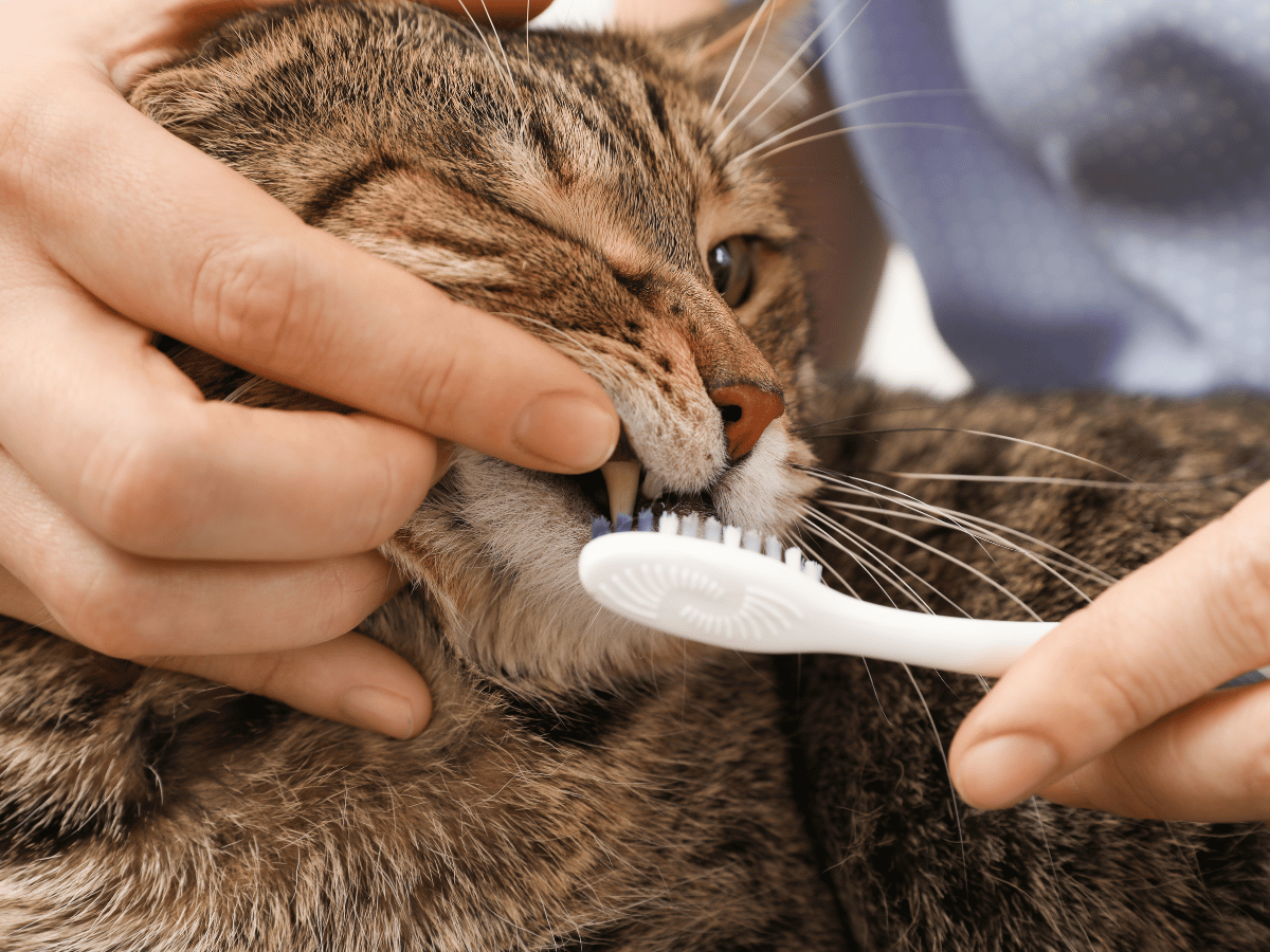 Chat commun qui se fait brosser les dents. Le brossage de dents est une solution maison pour la stomatite chez le chat