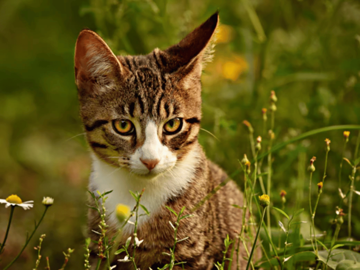 Chat domestique dans les herbes hautes qui a attrapé une tique. Il a besoin des remÚdes naturels de cet article!
