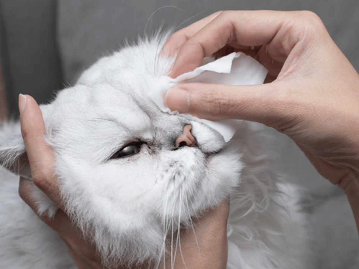 Chat persan blanc qui se fait nettoyer les yeux par sa maîtresse. Ce chat souffre de conjonctivite et a besoin d'un remède naturel!