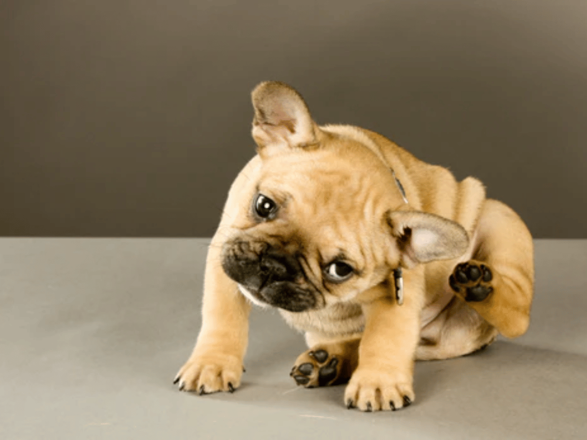 Chien carlin beige qui se gratte l'oreille. Il est atteint d'une infection à l'oreille (otite) et a besoin d'un traitement naturel!