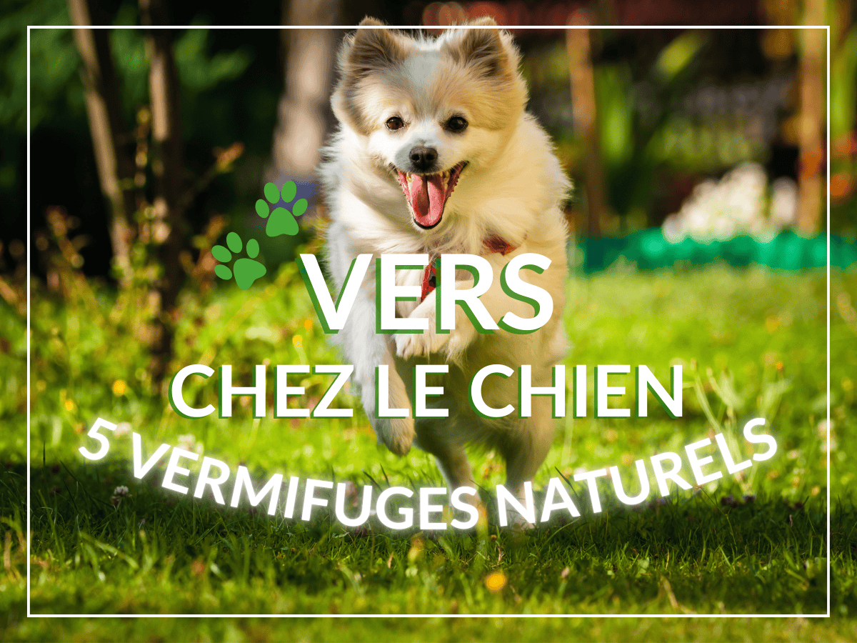 Chien heureux qui court sur la pelouse. Ce chien avait des vers mais il est maintenant en bonne santé grâce aux vermifuges naturels !