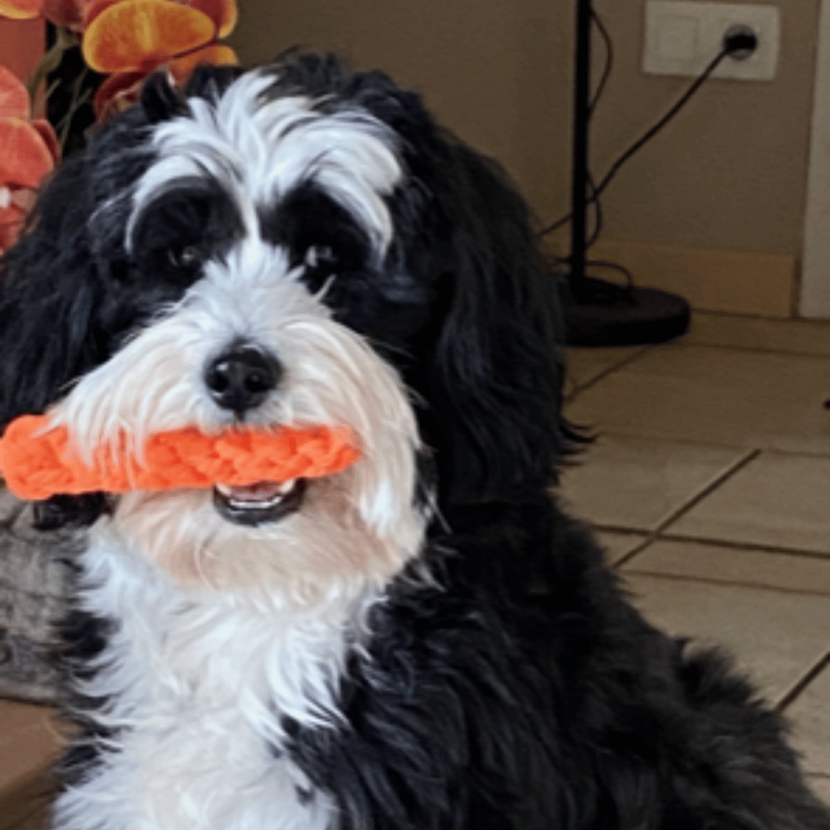 Chien bichon noir et blanc qui s'apelle Obélix avec un jouet dans la gueule. Son maître lui a administré Silverpet et Probioanimo et il est maintenant en bonne santé.
