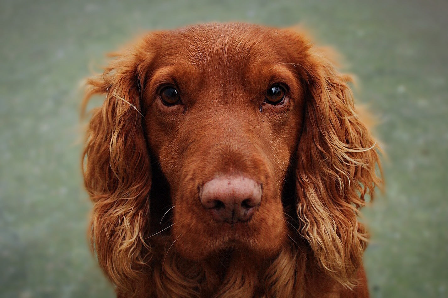 Chien cocker roux qui regarde la caméra. Il a besoin des remèdes naturels d'HomeoAnimo de la collection "Coeur et Reins".