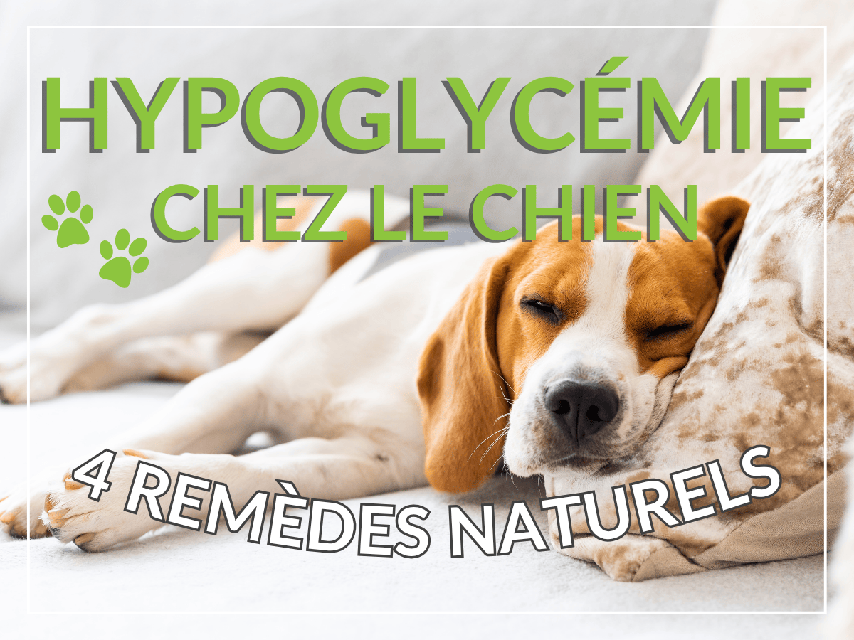 Votre chien souffre-t-il d'hypoglycémie ? Voici les 4 meilleurs remèdes maison que vous pouvez utiliser