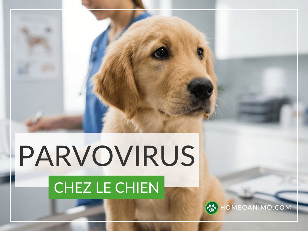Image de couverture pour un article de blog sur le parvovirus canin, montrant un chiot golden retriever chez le vétérinaire.