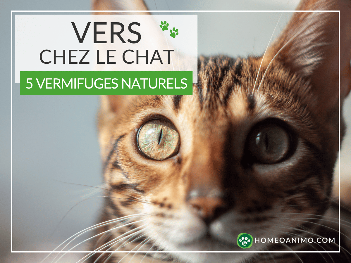 Chat bengal qui regarde la caméra d'un air inquiet avec la mention: "Vers chez le chat: 5 vermifuges naturels". Ce chat est atteint de vers et en besoin d'un traitement naturel!