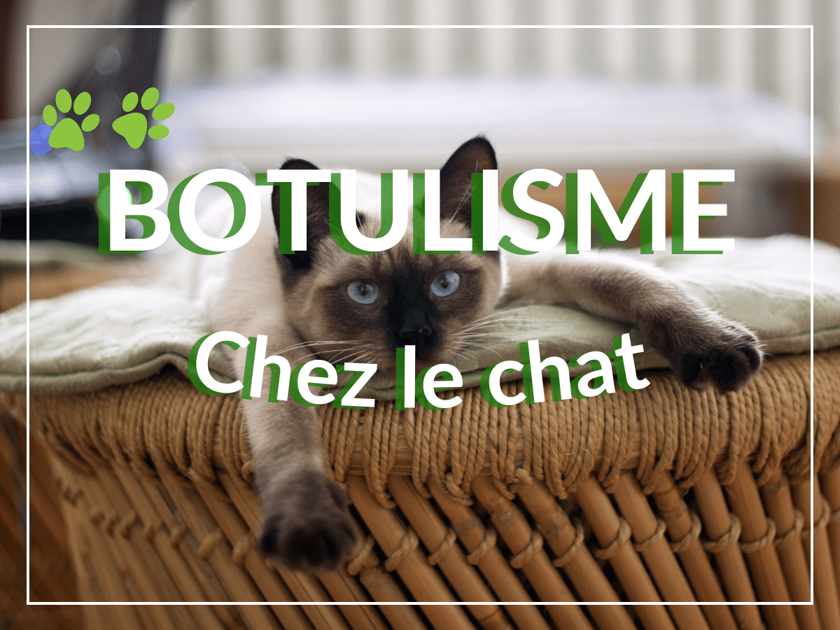 Chat siamois atteint de botulisme étendu et souffrant de faiblesse musculaire. Il a besoin de remède naturel.