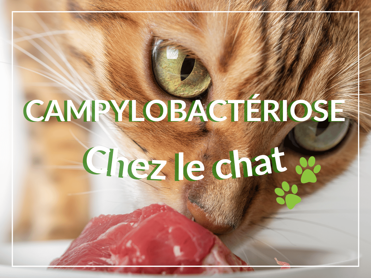 Chat de bengale qui sent un morceau de viande cru qui pourrait être porteur de la bactérie qui cause le campylobactériose.