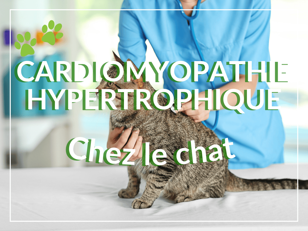 Une vétérinaire ausculte un chat pour savoir s'il souffre de cardiomyopathie hypertrophique.