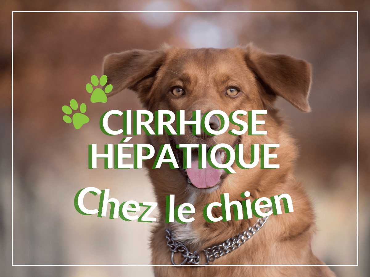 Chien berger atteint de cirrhose hépatique.
