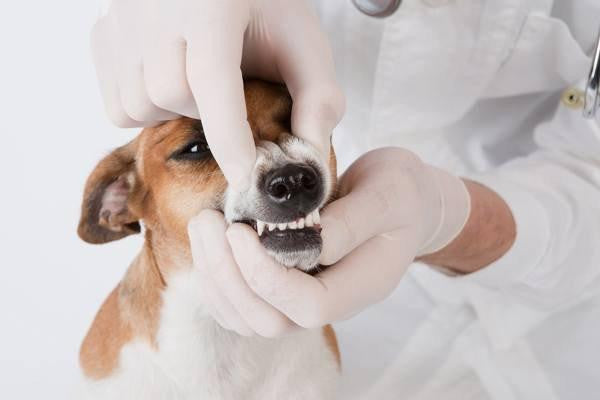 Le guide complet pour identifier et prendre en charge la gingivite et la maladie parodontale chez le chien