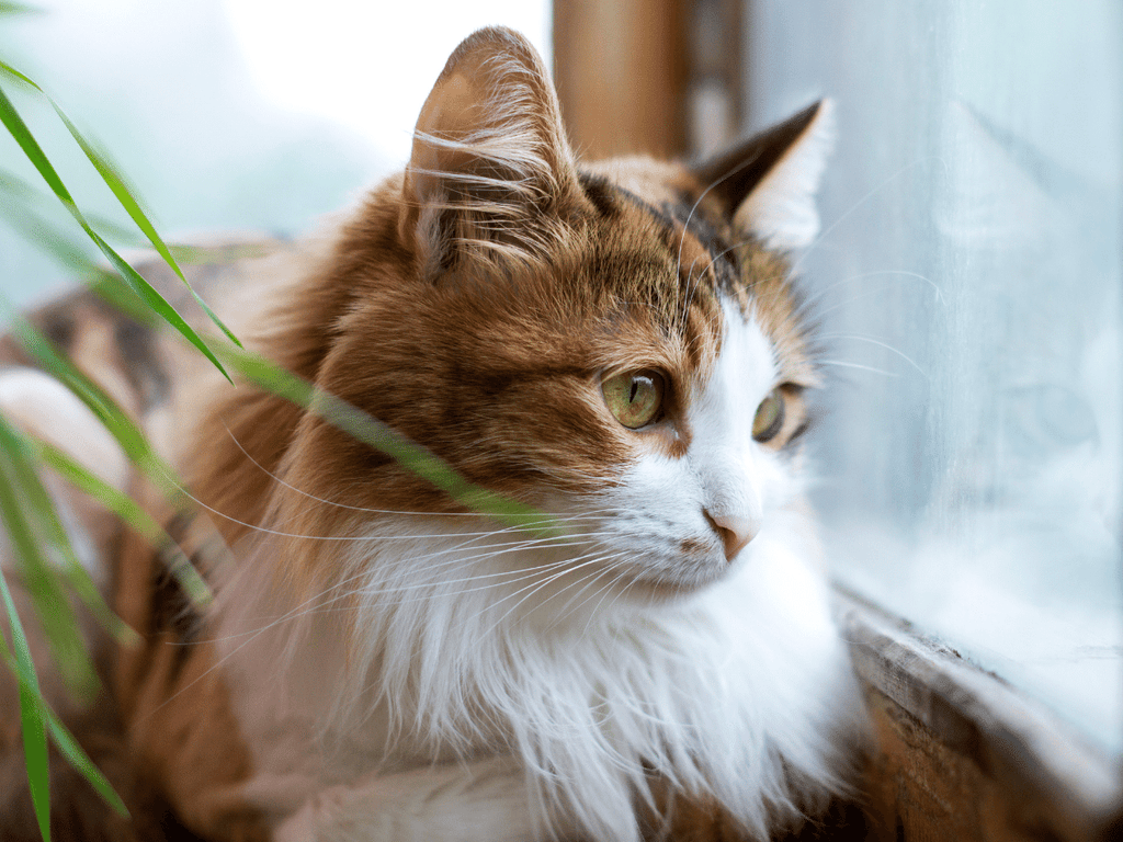 Votre chat a-t-il le VIF (FIV) ? Ces aliments et remèdes naturels offrent le meilleur soutien 2024